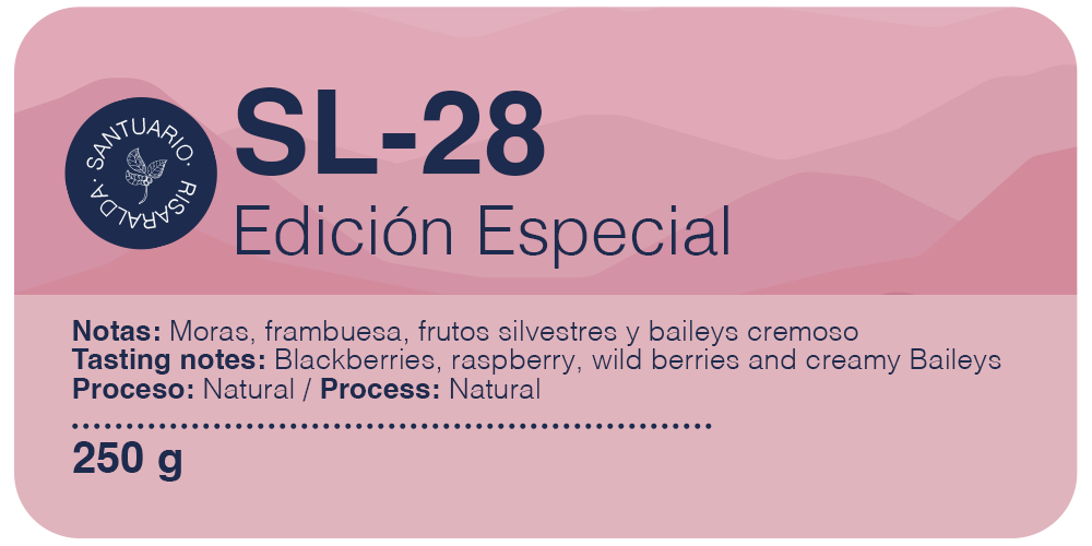 Edición Especial SL-28 Buona Vita Café - proceso natural, notas de mora, frambuesa y frutas silvestres